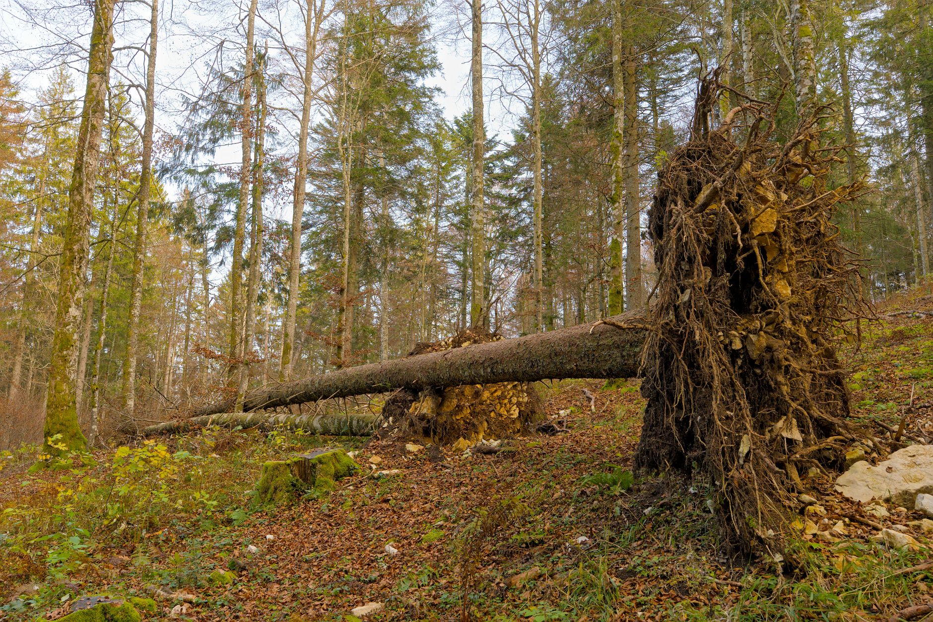 Enlèvement arbre urgence à Saint-Étienne